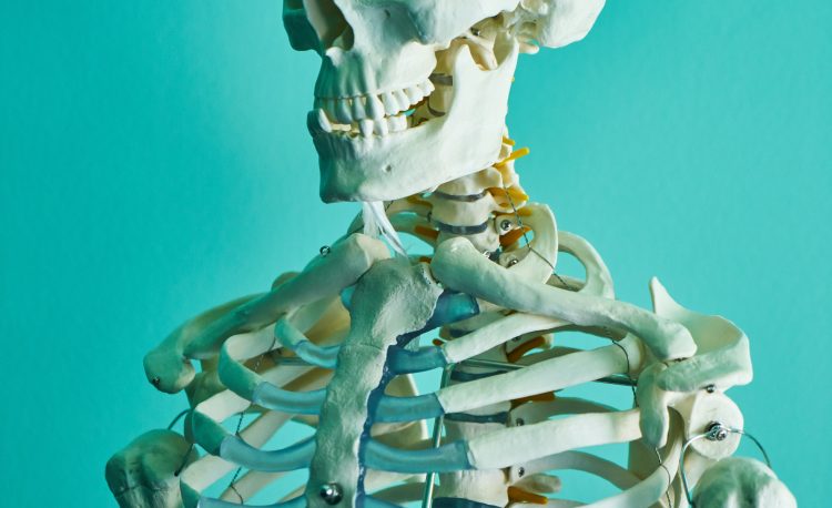 Postura del corpo scheletro